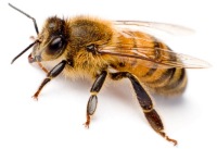 včela - účinky a použití apiglukanu